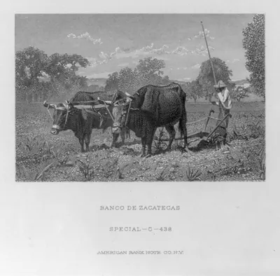 [Mexican farmer plowing with team of oxen]