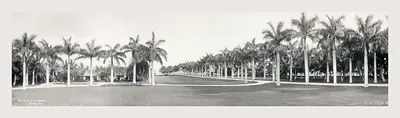 Royal Palms Miami: panoramic photograph of palm-lined avenue