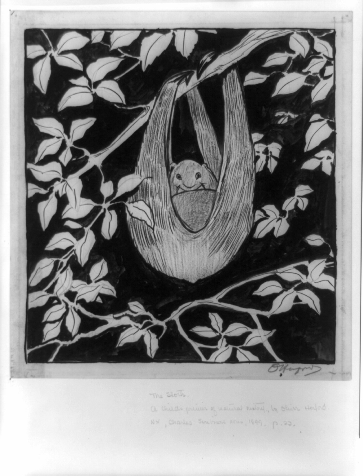 The sloth / O. Herford. — historic drawing