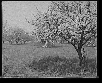 A Cherry tree