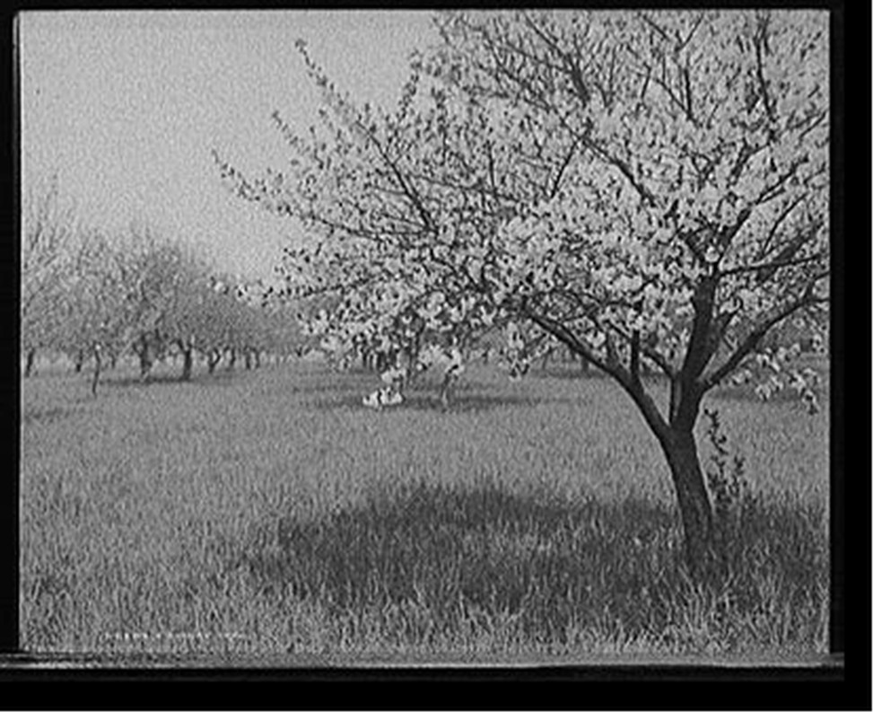 A Cherry tree, [between 1900 and 1905] — historic photograph