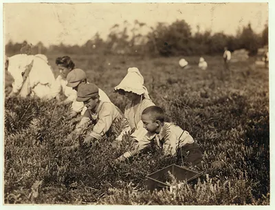 Richard Tevor, 73 Jones St., W.[?] Maniyunk (near Philadelphia) 8 years old. 5 years picking cranberries. Theodore Budd's Bog at Turkeytown, near Pemberton, N.J. This is the fourth week of school in Philadelphia and people will stay here two more Sept. 27, 1910. Location: Pemberton, New Jersey. / Photo by [...]