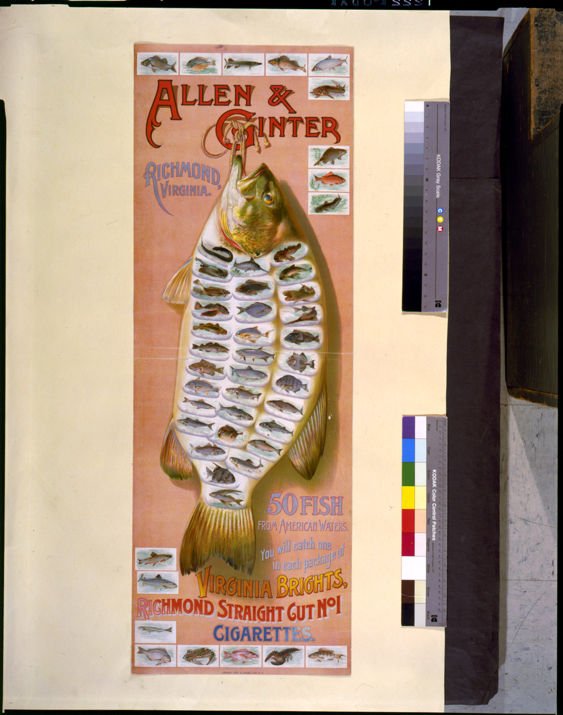 Allen & Ginter, Richmond, Virginia. 50 fish from American waters. You will catch one in each package of Virginia Bright, ... cigarettes / Lindner, Eddy & Clauss, lith., N.Y., N.Y. : Lindner, Eddy & Clauss, [between 1870 and 1900] — antique lithograph