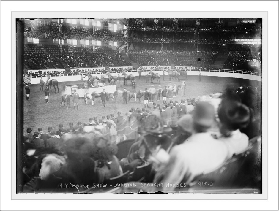 Arena of NY Horse Show, judging draught horses, 11/10/09. — historic photograph
