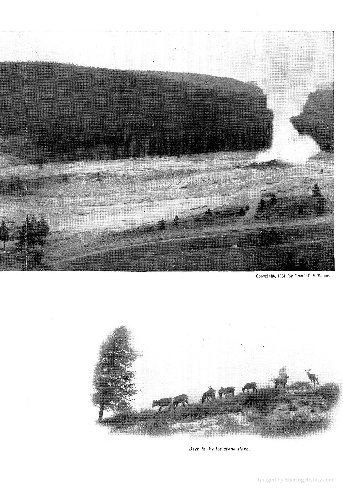 Geyser eruption above Yellowstone plain; deer in Yellowstone Park — historic image