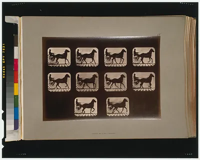 Horses. Irregular