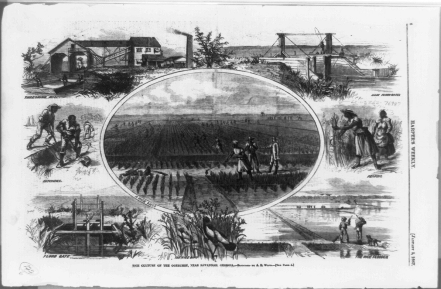 Rice culture on the Ogeechee, near Savannah, Georgia / sketched by A.R. Waud., 1867 — antique engraving