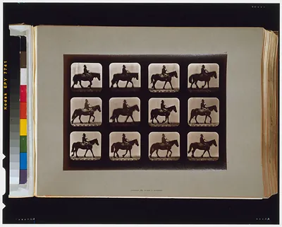 Horses. Walking