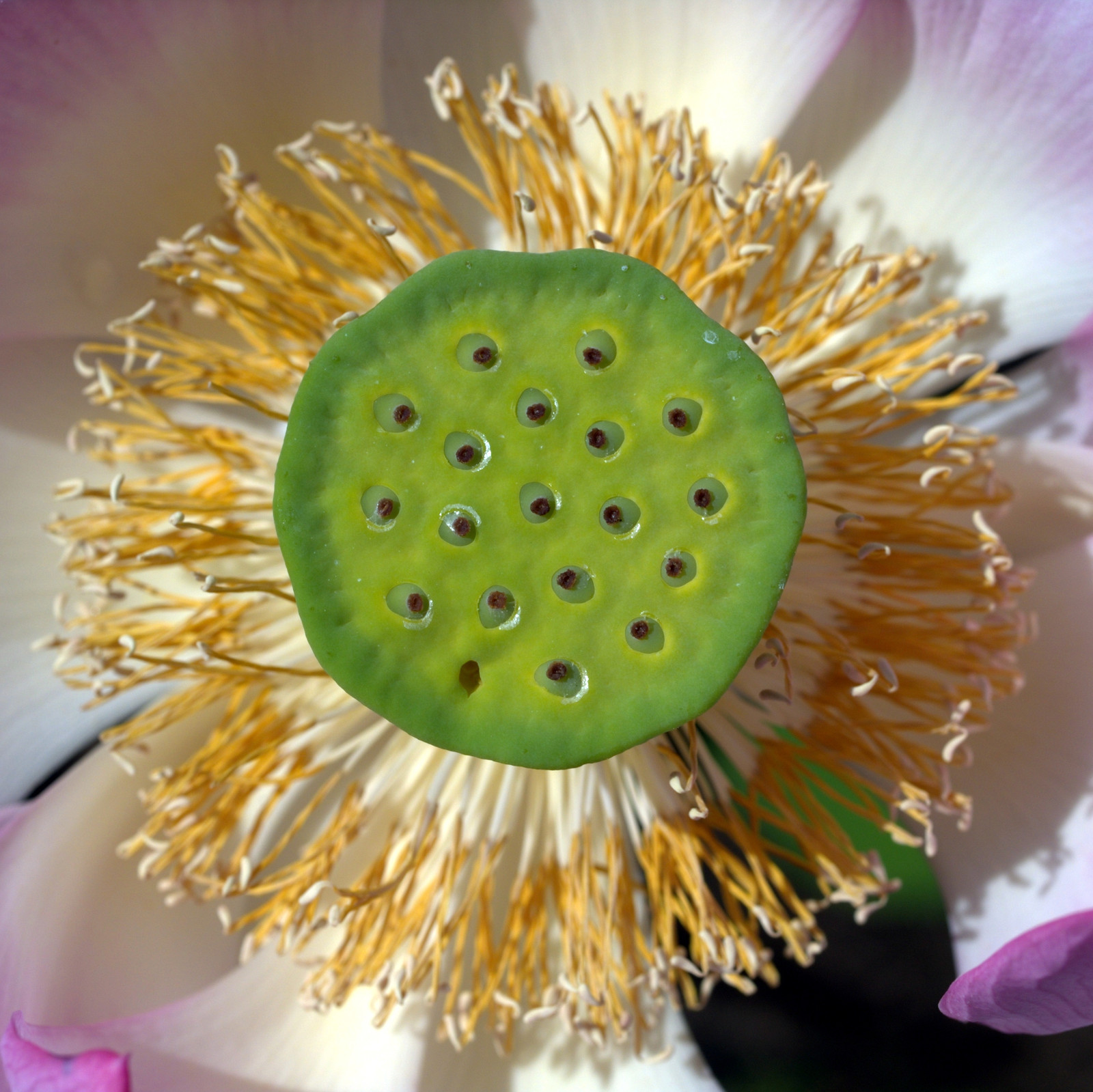 Lotus seed pod surrounded by yellow stamens — historic image