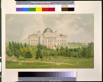 [West front of the United States Capitol with cows in the foreground]