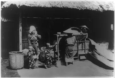 Rice culture in Japan: Winnowing of rice with hand and machine