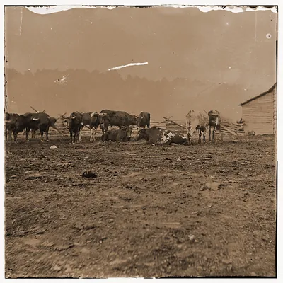 City Point Virginia. Cattle for the Army of the Potomac
