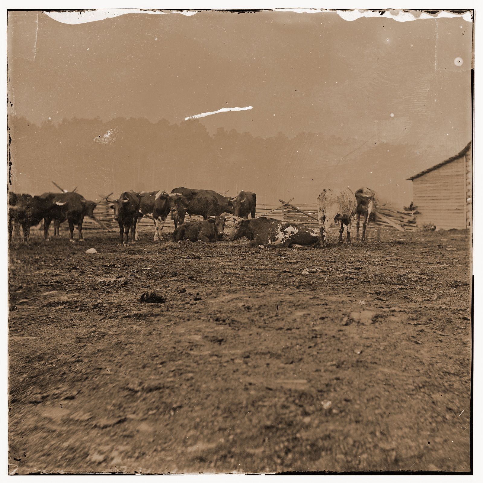 City Point Virginia. Cattle for the Army of the Potomac, 1861 — historic photograph