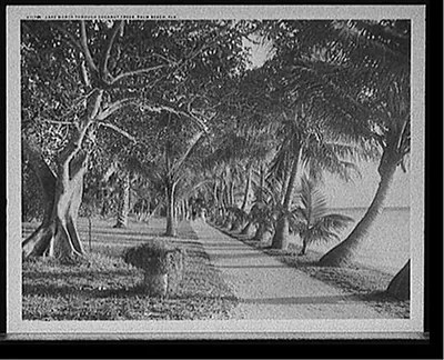 Lake Worth through cocanut [i.e. coconut] trees, Palm Beach, Fla.