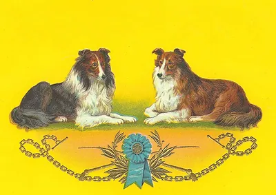 Two collie dogs with a blue rosette and chains