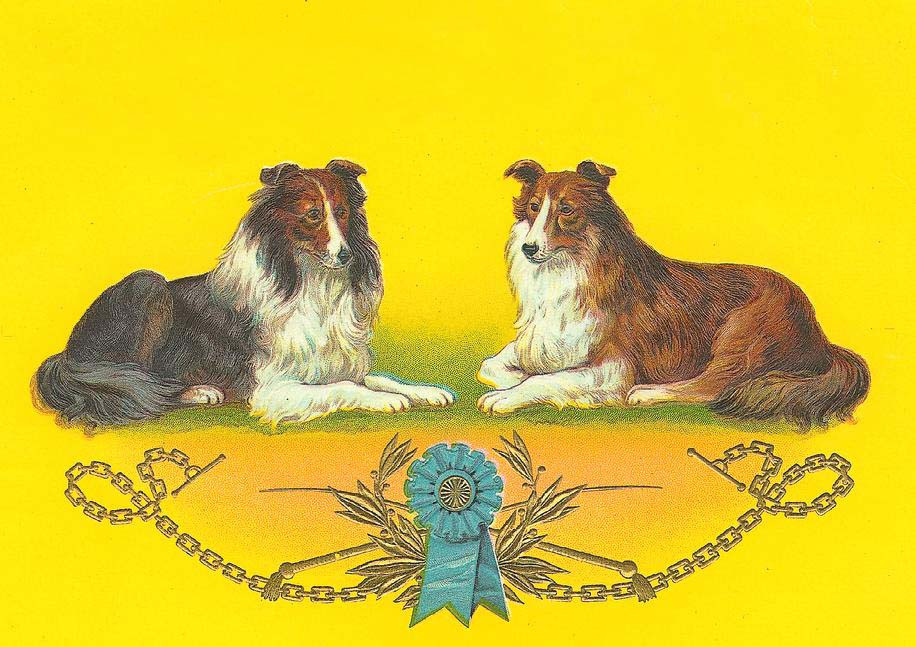 Two collie dogs with a blue rosette and chains — historic image