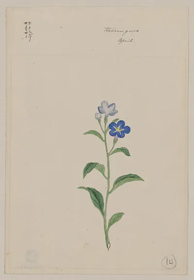 [Japanese drawing]