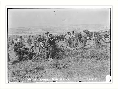 British soldiers feed horses