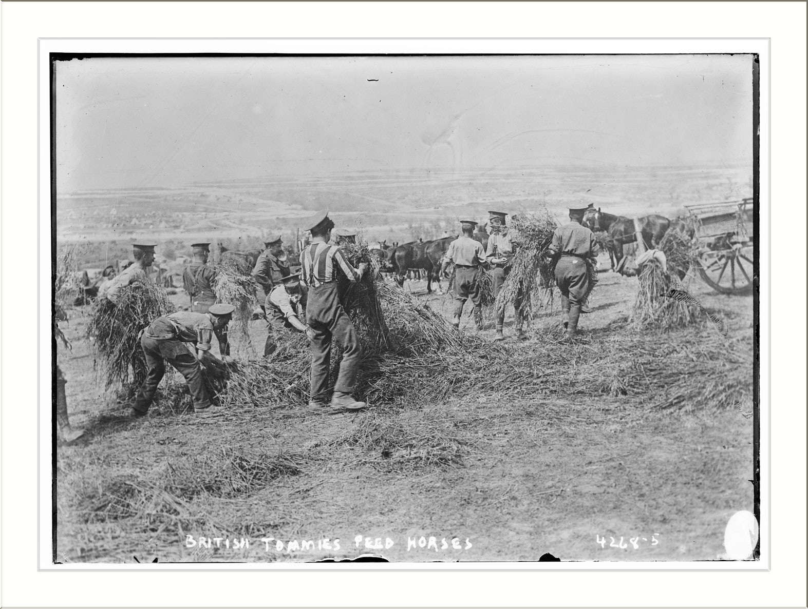 British soldiers feed horses, n/a — historic photograph
