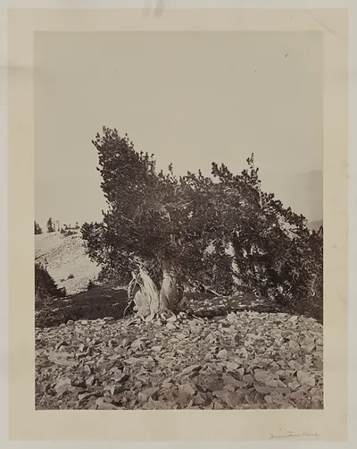 Willianson II, Mt. Shasta