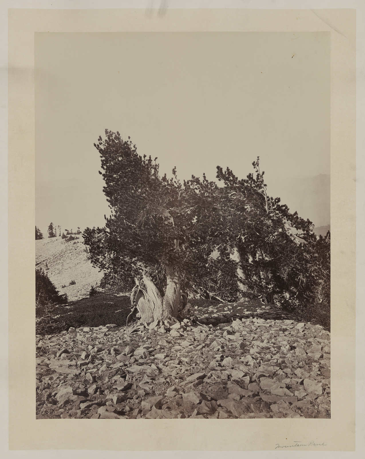 Willianson II, Mt. Shasta, [ca. 1870] — historic photograph