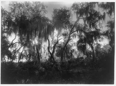 [St. Davids Park, Green Cove Springs, Florida] / Geo. Barker, photographer, Niagara Falls, N.Y.