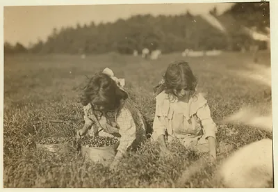 Camille Carmo, Justine Carmo, seven and nine years old. The older one picks about 4 pails a day. Youngest was picking also. Location: Rochester [vicinity] Eldridge Bog, Massachusetts.