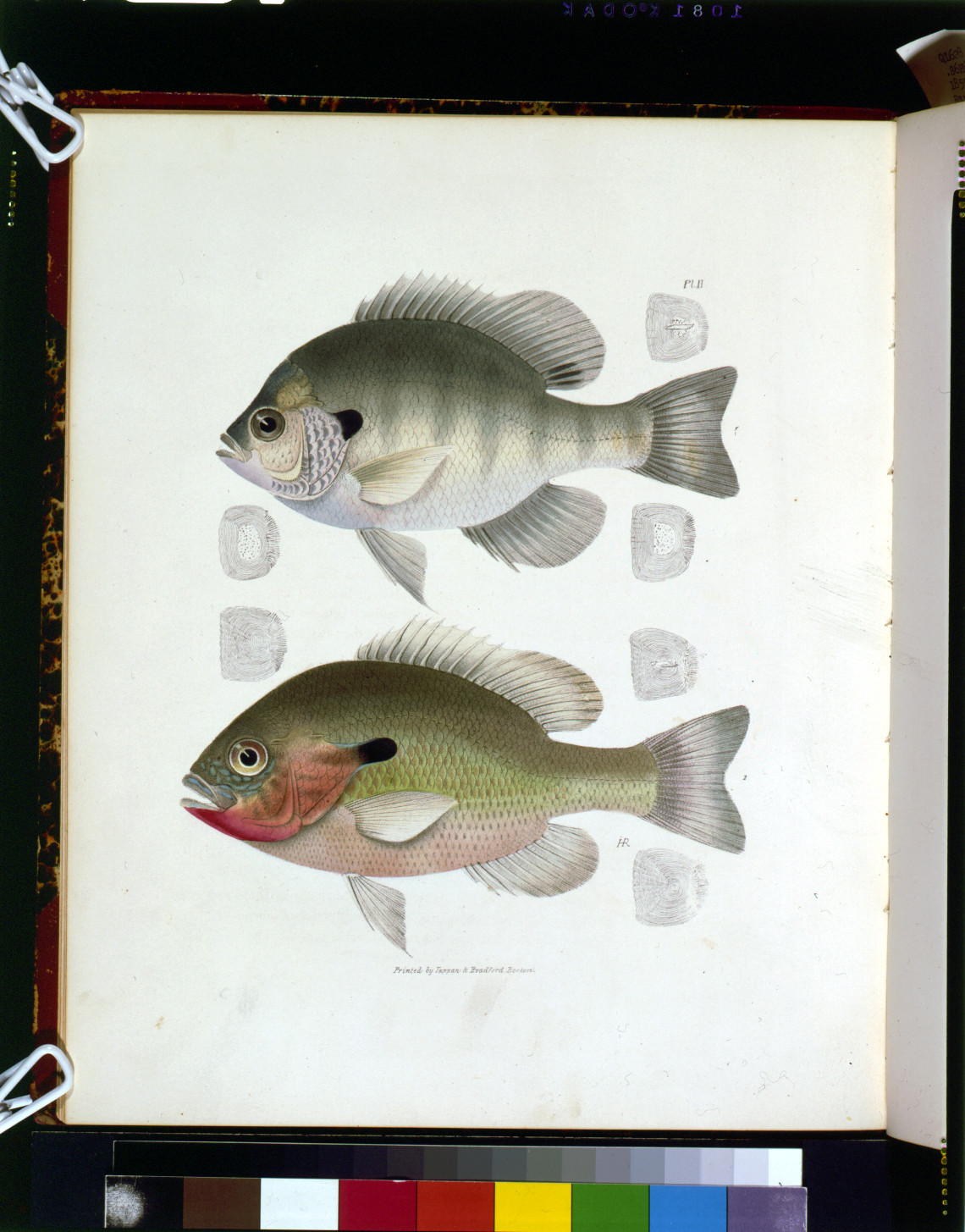 Two hand-colored sunfish on a numbered plate — historic image