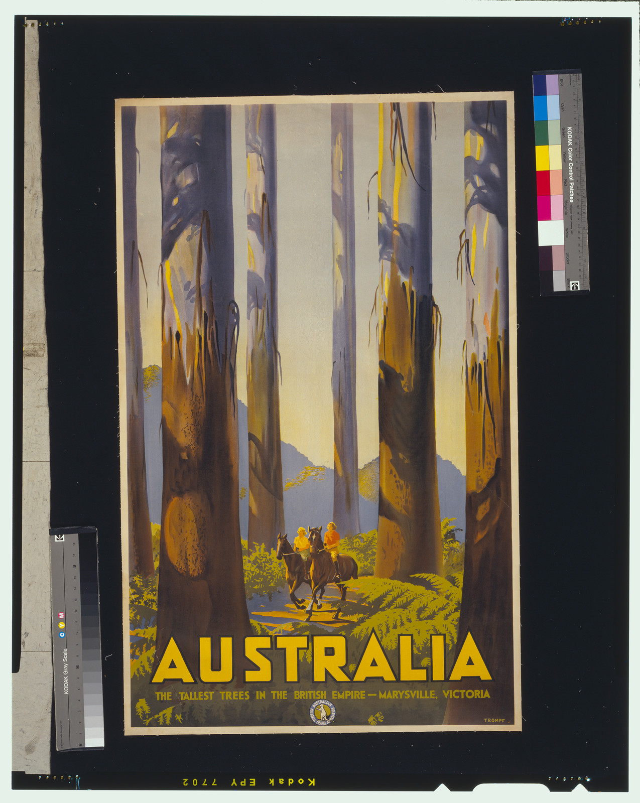 Australia. The tallest trees in the British Empire, Marysville, Victoria / Trompf. — vintage poster