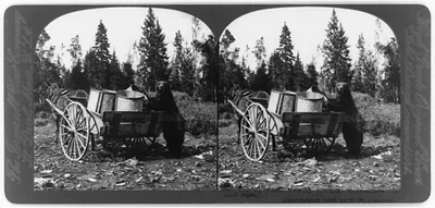 [Large black bear at garbage pails on wagon, Yellowstone National Park]: Old Ephriam helping himself