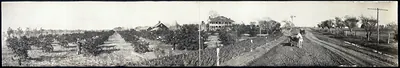 P.J. Gills orange grove.Texas, 1909