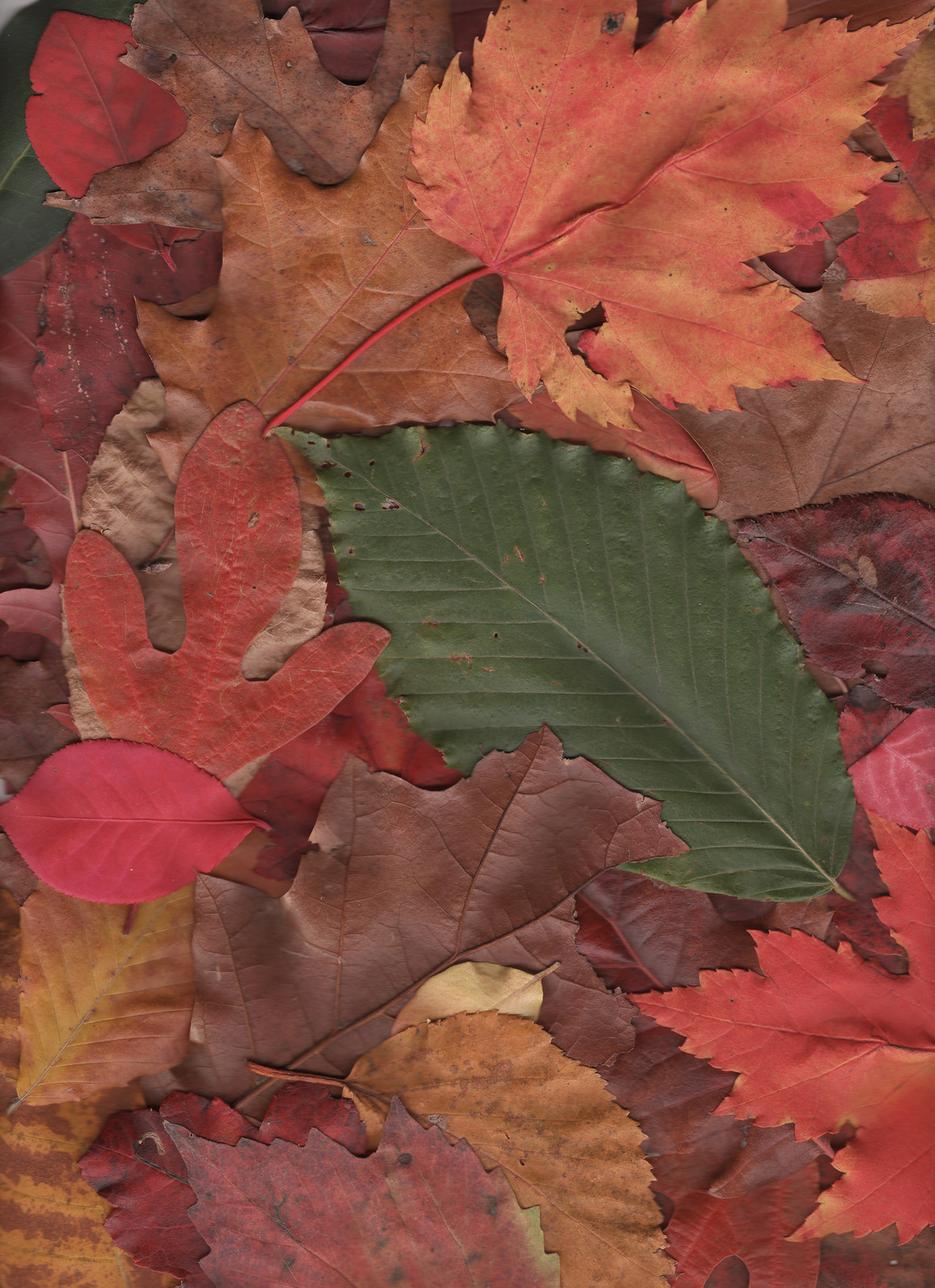 Autumn leaves in red, orange, brown and green — historic image