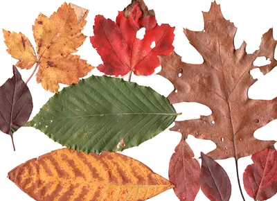 Leaves 2 - 600