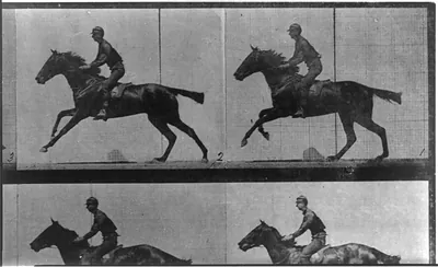 [Horse in motion, galloping]
