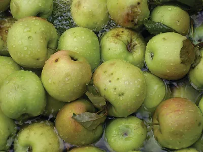 Fruit & Vegetable Labels · Apples · Categories For Book