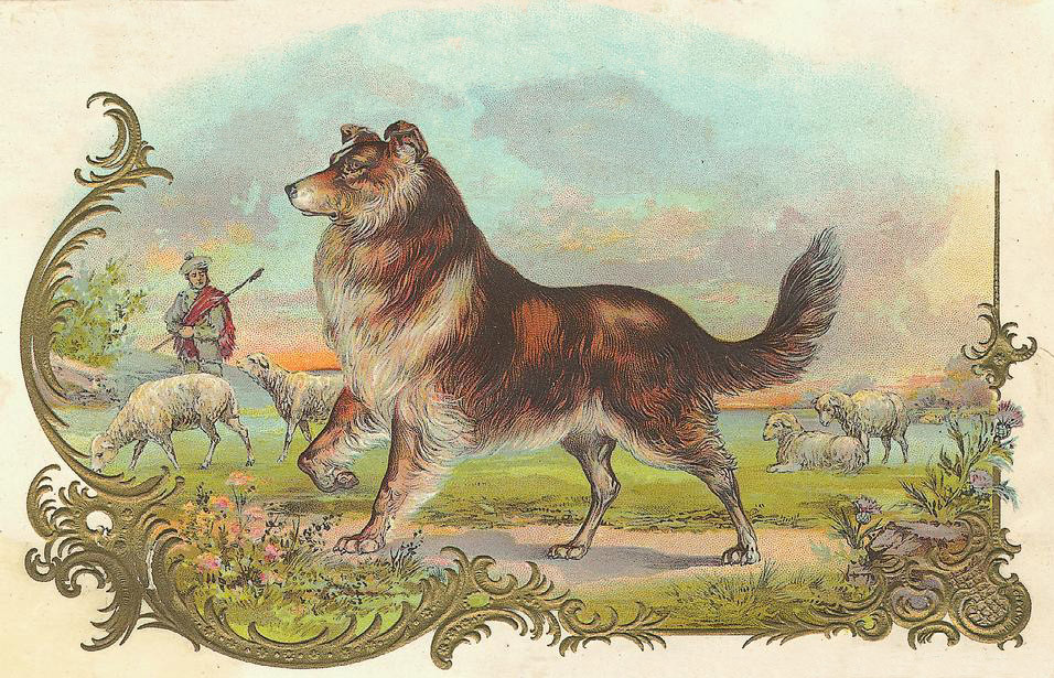 Collie dog with sheep and shepherd in pastoral scene — historic image