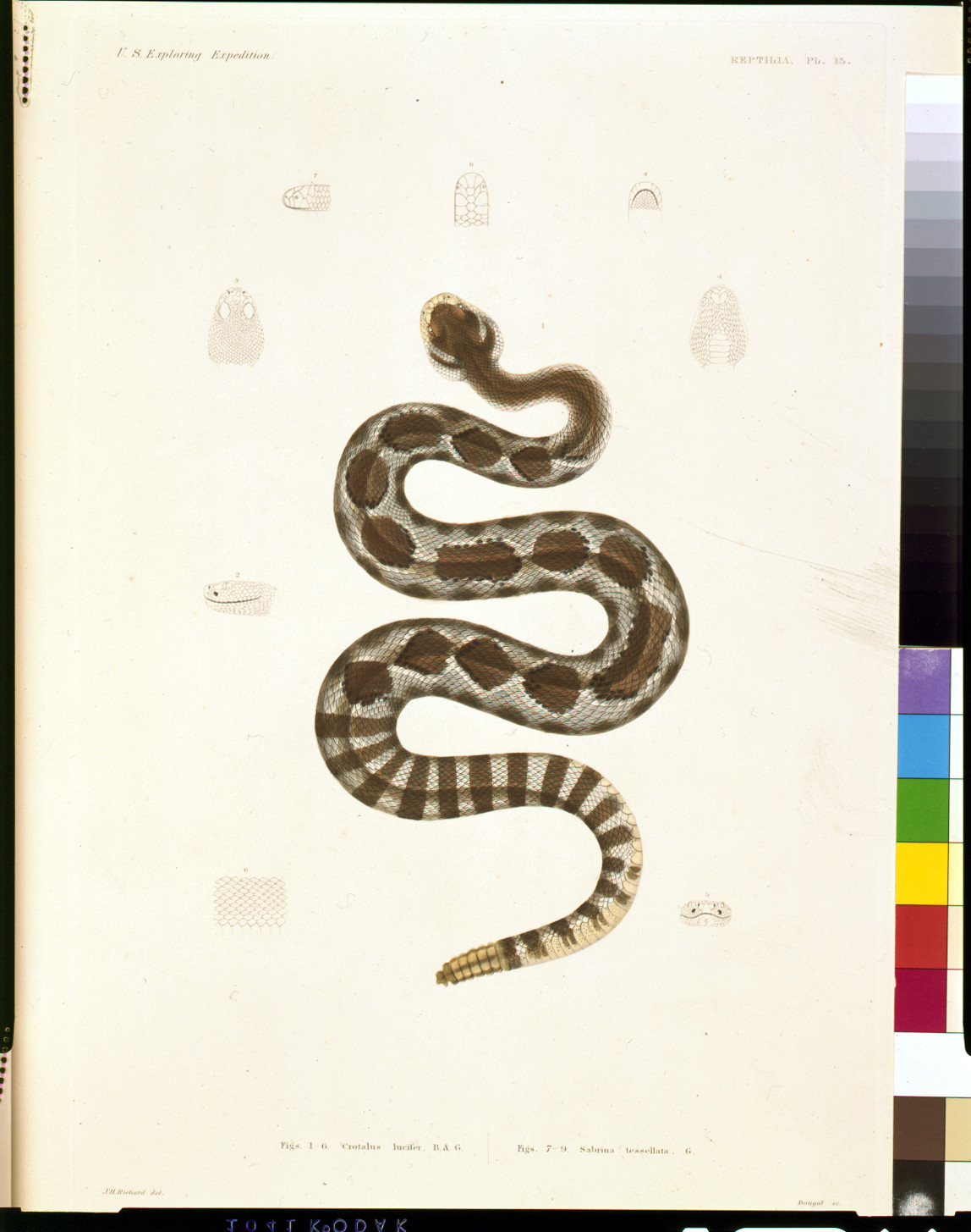 Reptilia Pl. 35: Crotalus lucifer and Sabina tessellata — historic image