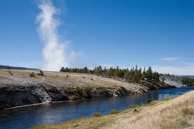 Geyser steam plume beside a river and pine trees