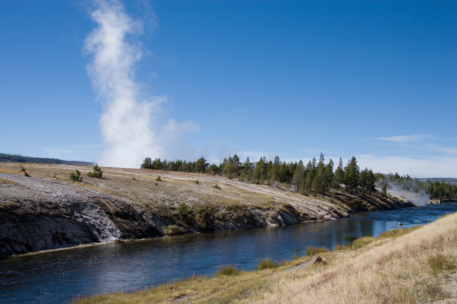 Geyser steam plume beside a river and pine trees — historic image