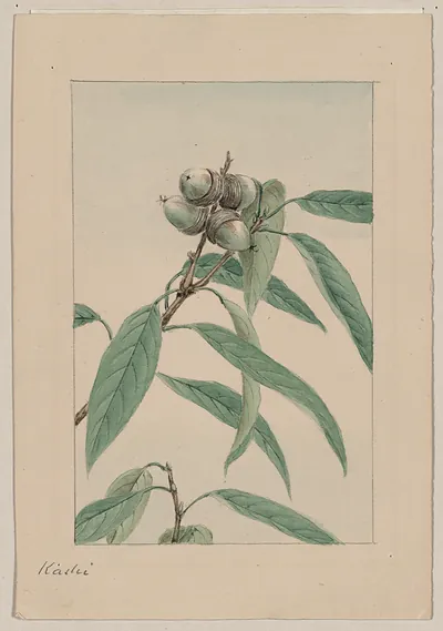 [Japanese drawing]