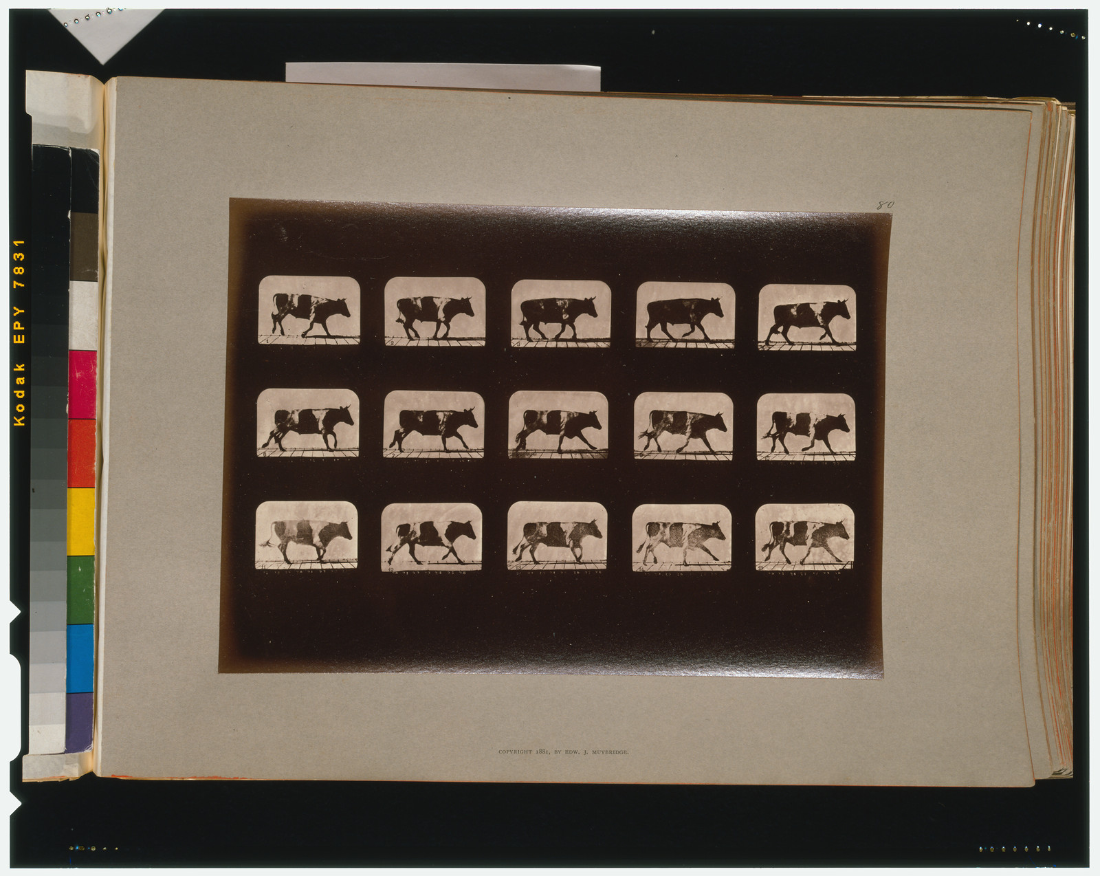 Ox, running, [San Francisco] : Muybridge, c1881. — historic photograph