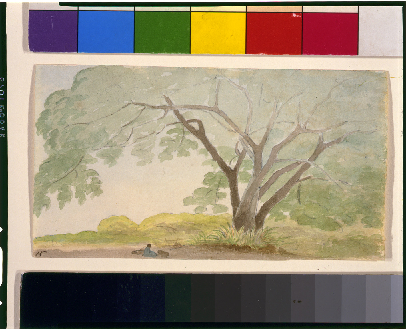 Wild cassia near Bridge Tavn(?), west of Sp[anish] T[own]--February 8, 1815, 1815 — historic drawing
