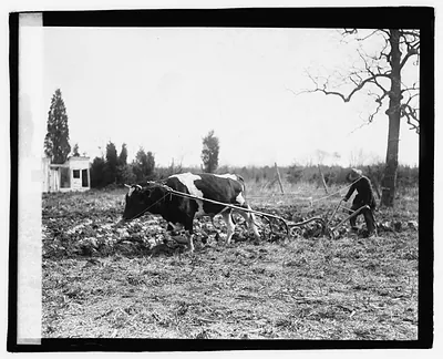 [Ox pulling plow]