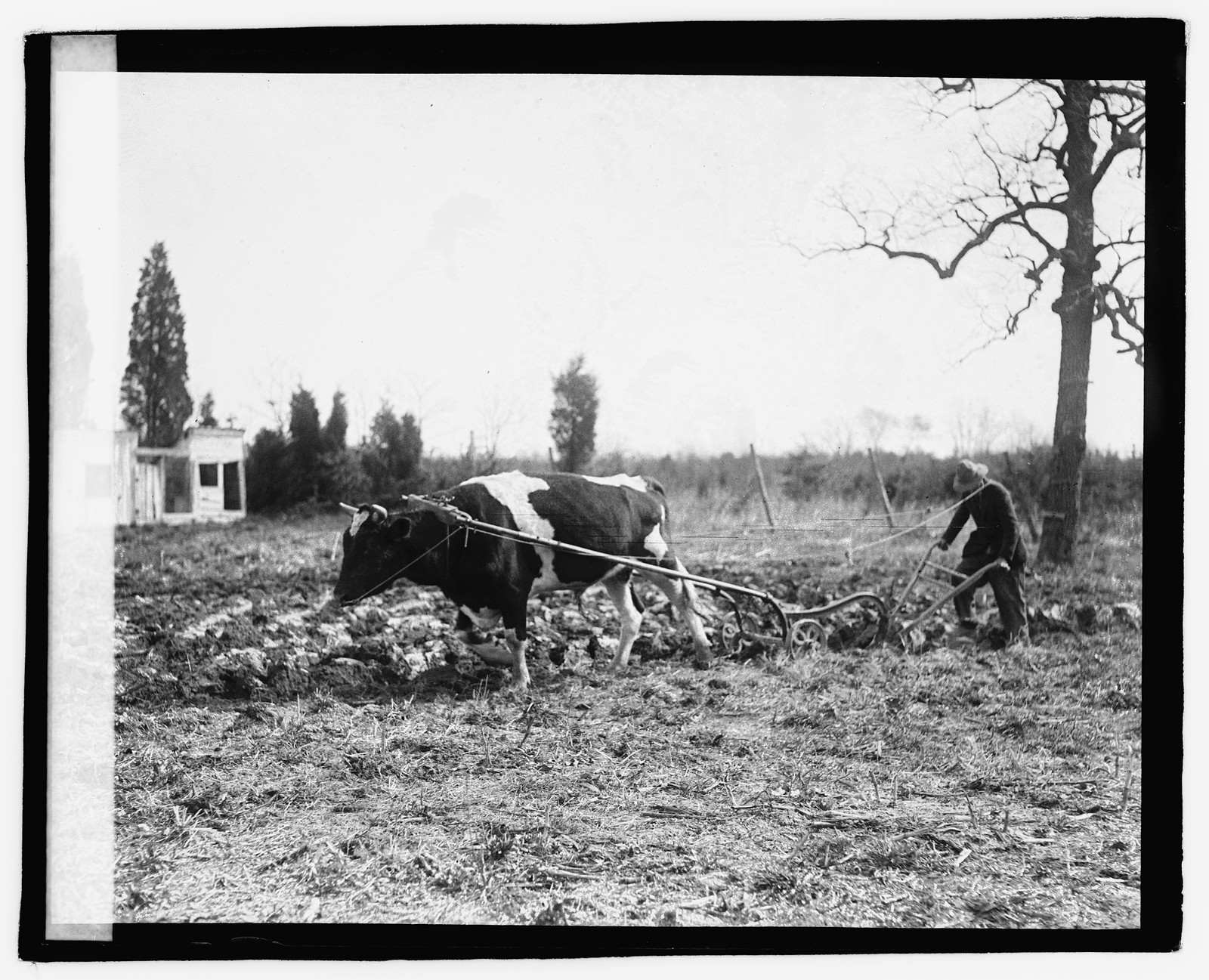 [Ox pulling plow], [1921] — historic photograph