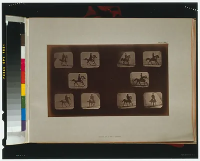 Horses. Cantering