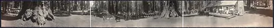 Panoramic view of giant sequoias, people and a log building