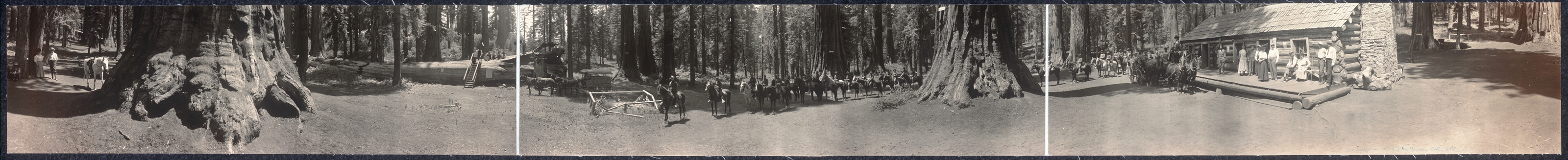 Panoramic view of giant sequoias, people and a log building — historic image