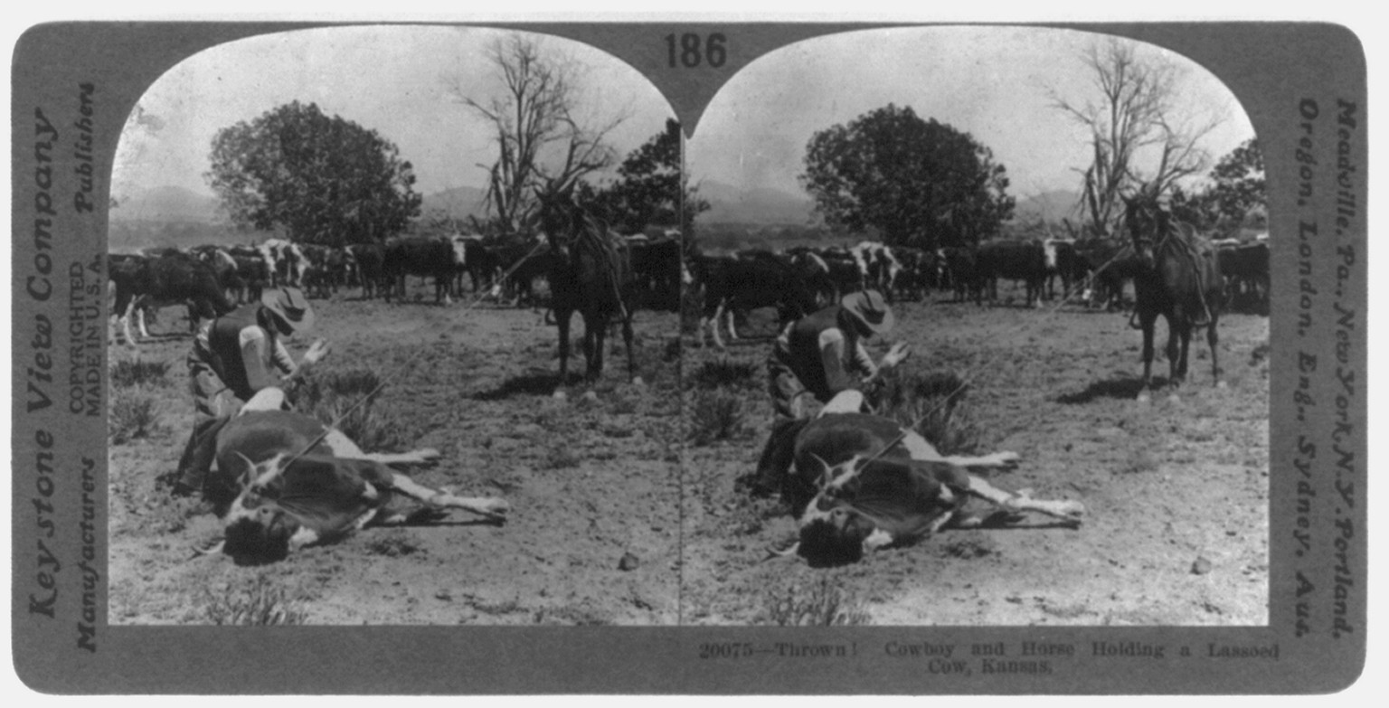 Thrown! Cowboy and horse holding a lassoed cow, Kansas, c1919 Nov. 18. — historic photograph