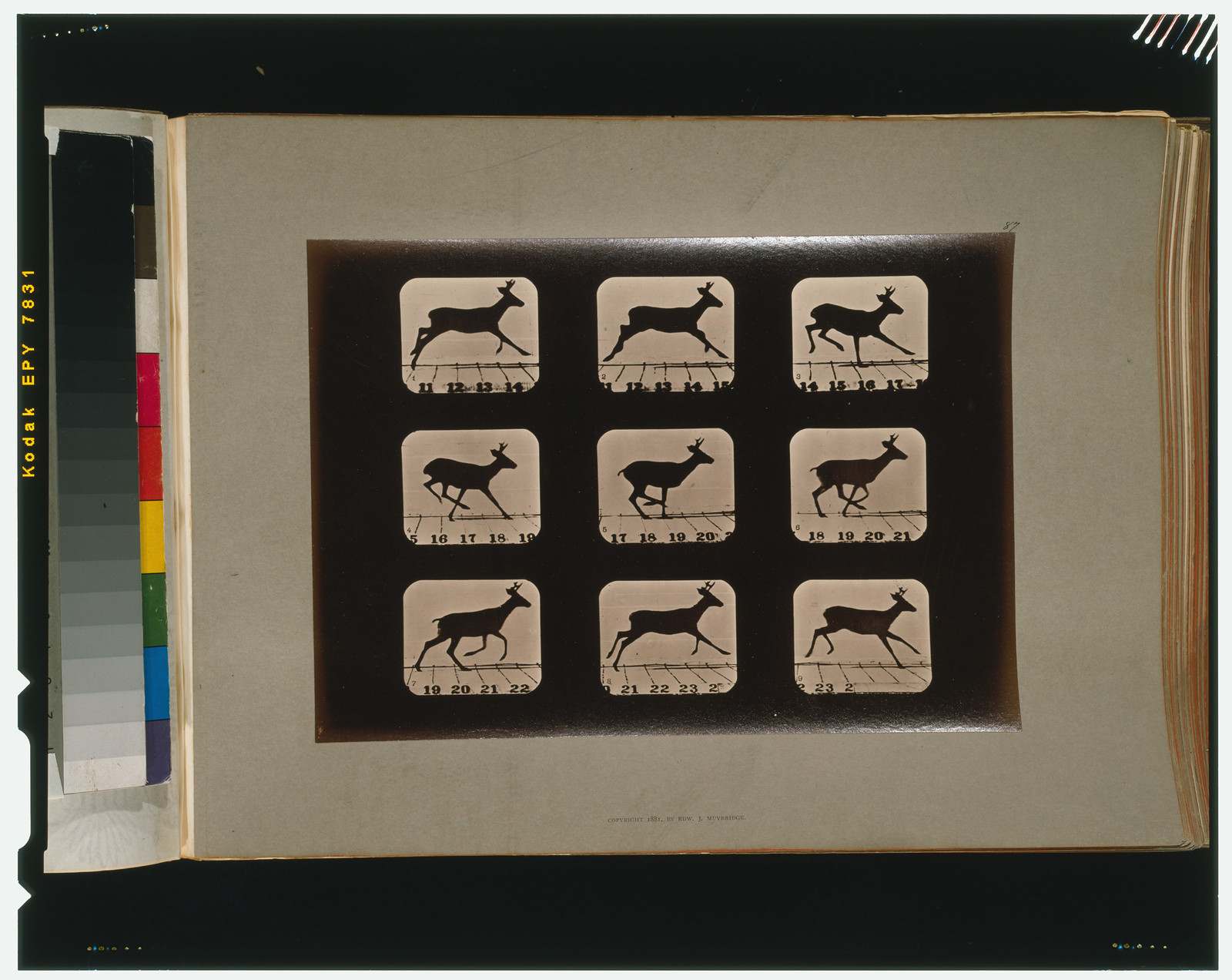 Deer, running, [San Francisco] : Muybridge, c1881. — historic photograph