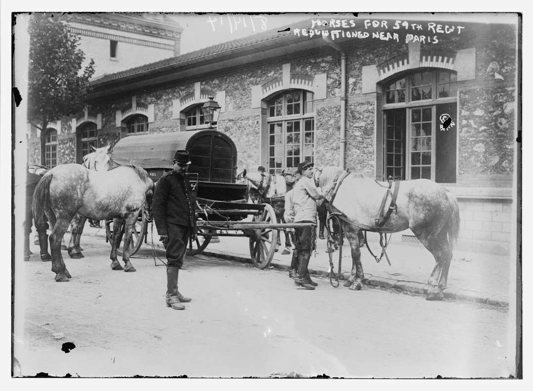 Horses for 59th Regt. Requisitioned near Paris, n/a — historic photograph